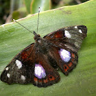 Mnasylus Butterfly