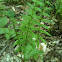 Narrow-leaved spleenwort/glade fern