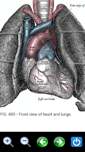 Visual Anatomy 2(圖8)-速報App