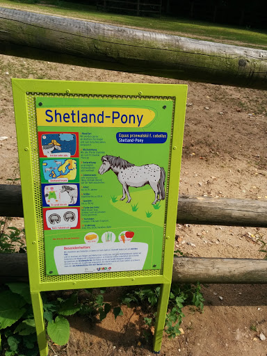 Tiergarten - Shetland-Pony
