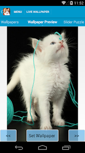 Cute Cats Live Wallpapers(圖3)-速報App
