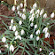 Snowdrop