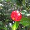 Surinam Cherry