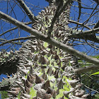 Silk Floss Tree