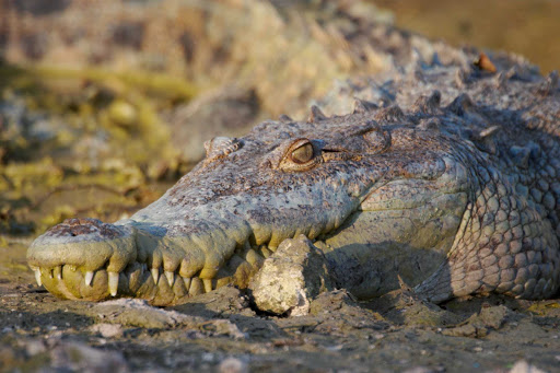 crocodile-Cozumel - Crocodiles rock! ...from a distance. A visit to Punta Sur can bring sightings of Cozumel's crocs.