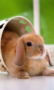 Lovely Rabbit Pet