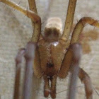 Big spider with white socks & creepy glowing eyes