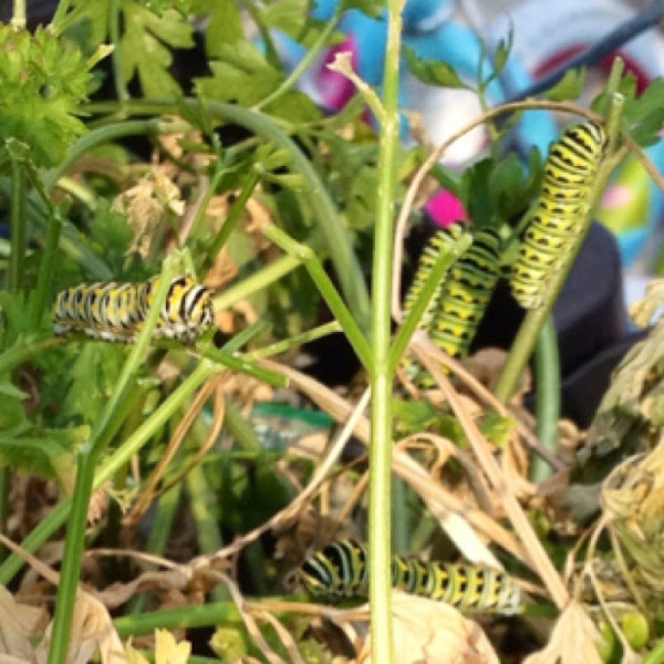 Parsley Worm, Eastern Black Swallowtail Caterpillar Project Noah