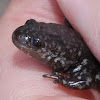 Small-mouthed salamander
