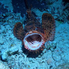 Tasseled Scorpionfish