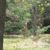 White-tailed Deer