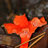 Cinnabar Red Chanterelle