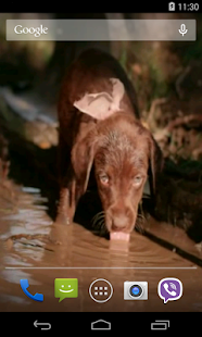 Cute Puppy Video LWP(圖2)-速報App