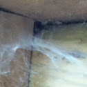 Wolf spider web