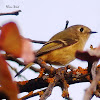 Ruby Crowned Kinglet