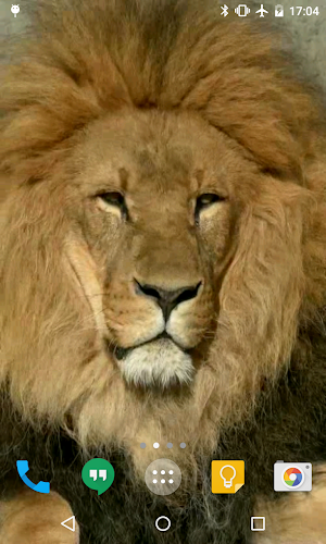 Lion Hd Live Wallpaper On Google Play Reviews Stats