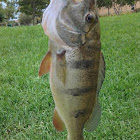 Butterfly Peacock Bass