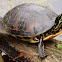 Florida Red-bellied Cooter