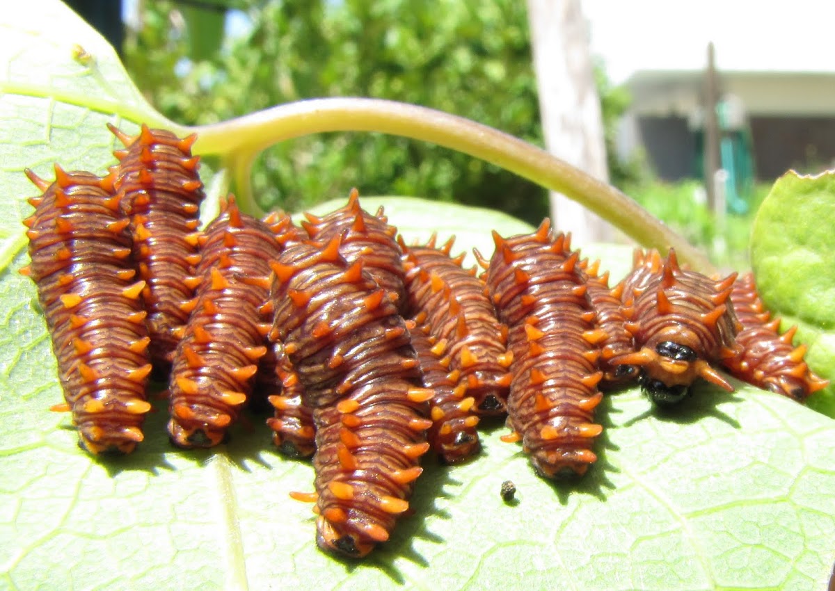 Polydamus Swallowtail Caterpillars