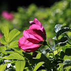 Common Wild Rose