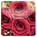 Red Rose HD LiveWallpaper mobile app icon