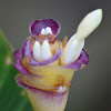 Flor de marantaceae
