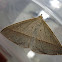 Triangle Moth