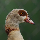 Egyptian Goose (domestic)