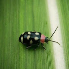 Eight spotted flea beetle