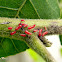 Thrips (Adults and larvae)