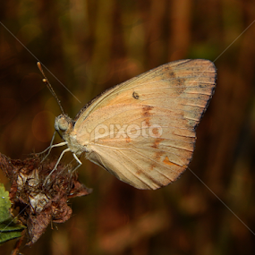 Butterfly by Mukesh Mishra - Animals Insects & Spiders