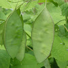 Perennial honesty (fruits)