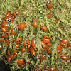 Convergent ladybugs