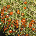 Convergent ladybugs