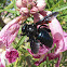 Arizona Carpenter Bees