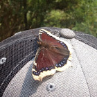 Mourning cloak