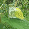 Green-veined white