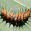 Philaethria wernickei caterpillar (molting)