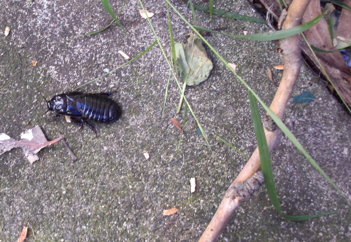 Australian Wood Cockroach