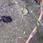Australian Wood Cockroach