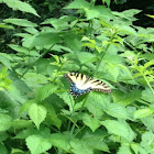 Eastern Tiger Swallowtail Butterfly