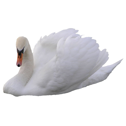 Widgets store: Swan
