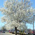 Callery Pear