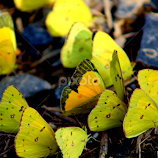 Butterfly Bash by Leah Zisserson -  