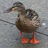 Mallard duck