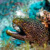 Stout Moray Eel