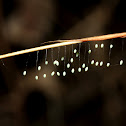 Lacewing Eggs