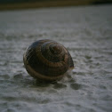 Snail Lungwort(Vinogradski puž)