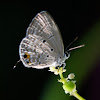 Plains Cupid Butterfly