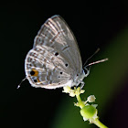 Plains Cupid Butterfly